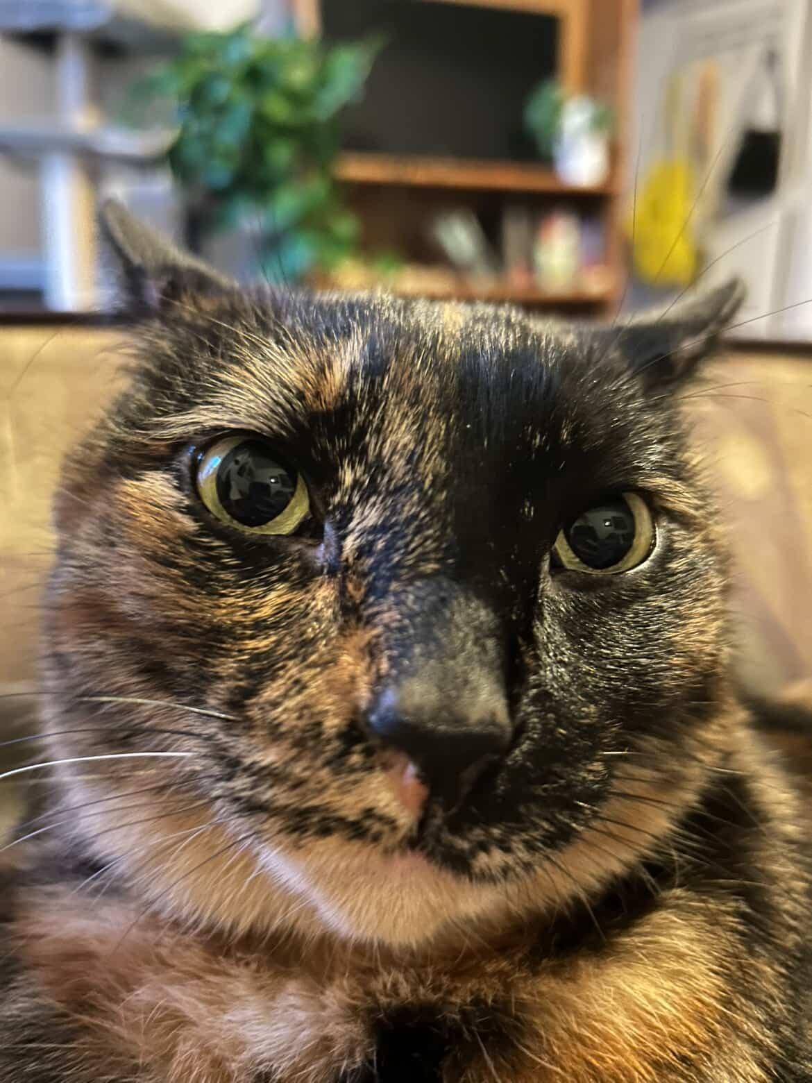 Juni